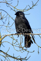 Jackdaw 8 (Corvus monedula)