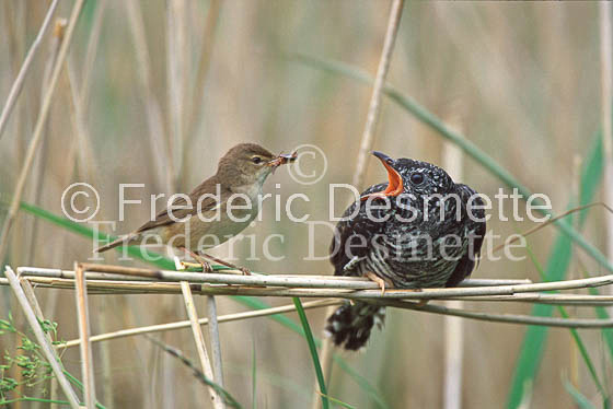 Reed warbler 14 (Acrocephalus scirpaceus)