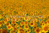 Sunflower 2 (Helianthus annuus)