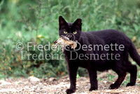 Ferral cat 2 (Felis domesticus)