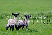 Sheep 2 (Lamb)