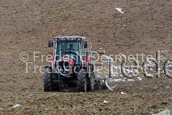 Tractor and black headed gull 1
