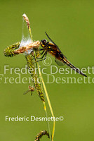 Four-spotted Chaser 2 (Libellula quadrimaculata linnaeus)