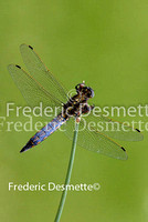 black-tailed skimmer 6 (Orthetrum cancellatum) (Linnaeus)