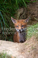 Red fox 7 (Vulpes vulpes)