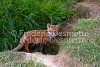 Red fox 6 (Vulpes vulpes)
