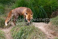 Red fox 4 (Vulpes vulpes)
