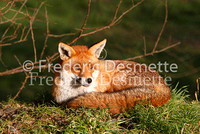 Red fox 5 (Vulpes vulpes)