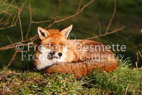 Red fox 3 (Vulpes vulpes)