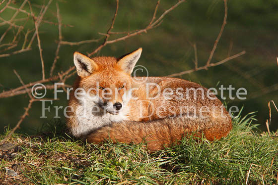 Red fox 3 (Vulpes vulpes)