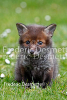 Red Fox 21 (Vulpes vulpes)