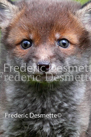 Red Fox 25 (Vulpes vulpes)