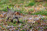 Red Fox 48 (Vulpes vulpes)