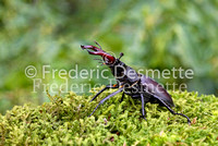 Stag Beetles 4 (Lucanus cervus )