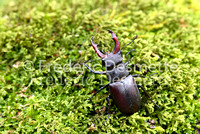 Stag Beetles 5 (Lucanus cervus )