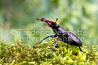 Stag Beetles 6 (Lucanus cervus )