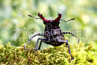 Stag Beetles 7 (Lucanus cervus )