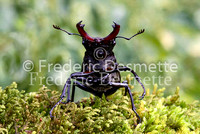 Stag Beetles 8 (Lucanus cervus )