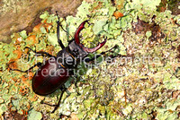 Stag Beetles 3 (Lucanus cervus )
