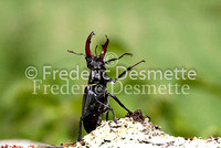 Stag Beetles 2 (Lucanus cervus )