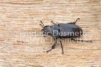 Stag Beetles 9 (Lucanus cervus )
