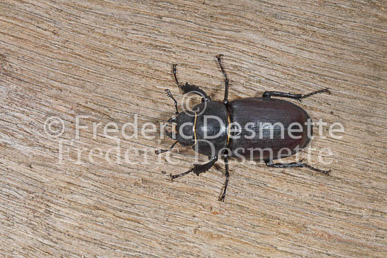 Stag Beetles 10 (Lucanus cervus )