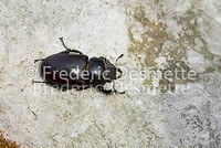Stag Beetles 11 (Lucanus cervus )