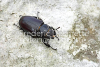 Stag Beetles 12 (Lucanus cervus )