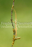Mediterranean Stick insect  3 (Bacillus rossius)