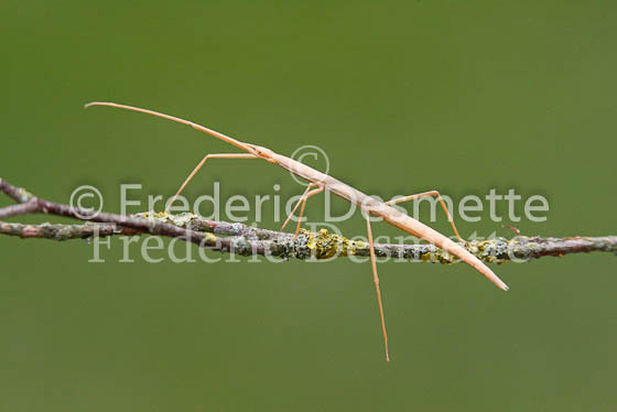Mediterranean Stick insect  1 (Bacillus rossius)
