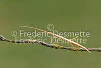 Mediterranean Stick insect  2 (Bacillus rossius)