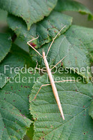 Mediterranean Stick insect  4 (Bacillus rossius)