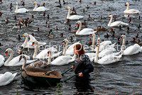 Welney 3 (Wilfowl and wetland trust)  Warden feeding the duck and swan