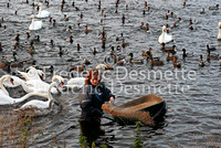 Welney 2 (Wilfowl and wetland trust)  Warden feeding the duck and swan
