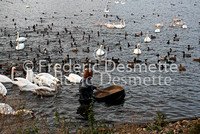 Welney 1 (Wilfowl and wetland trust)  Warden feeding the duck and swan