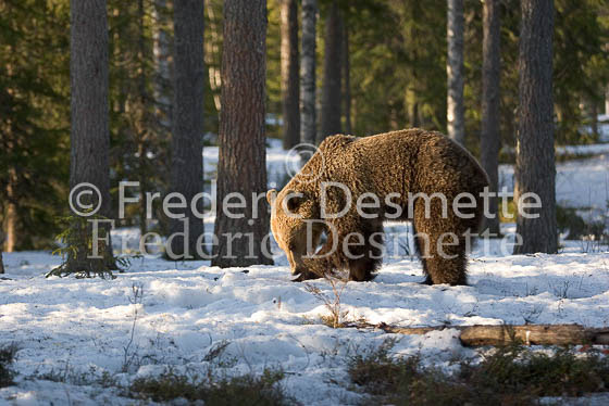 Brown bear 19 (Ursus arctor)