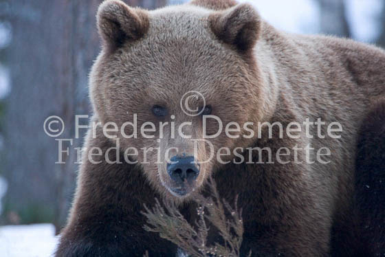 Brown bear 9 (Ursus arctor)