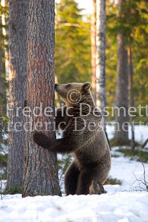 Brown bear 14 (Ursus arctor)