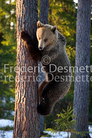 Brown bear 1 (Ursus arctor)
