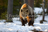 Brown bear 15 (Ursus arctor)