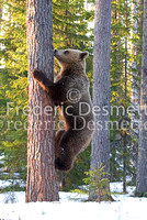 Brown bear 3 (Ursus arctor)