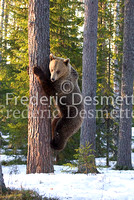 Brown bear 4 (Ursus arctor)