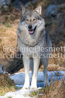Wolf 1 (Canis Lupus)