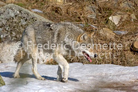 Wolf 3 (Canis Lupus)