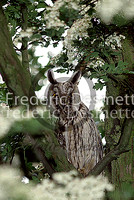 Long-eared owl 20 (Asio Otus)