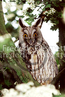 Long-eared owl 19 (Asio otus)