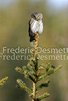 Pygmy owl 3 (Glaucidium passerinum)