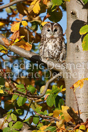 Tawny owl 3 (Strix aluco)
