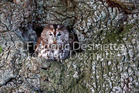 Tawny owl 8 (Strix aluco)