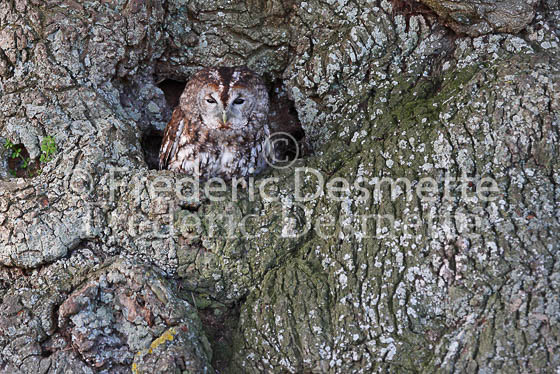 Tawny owl 9 (Strix aluco)